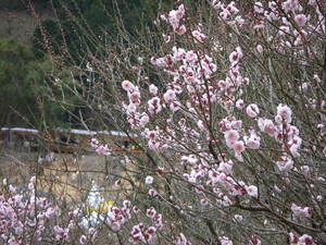 20100221_48.JPG